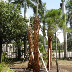 Cabbage Palms go in. (2012)